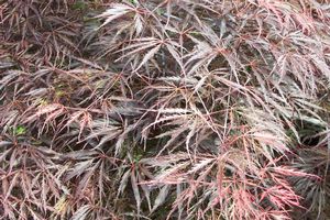 Acer palmatum (Crimson Queen Japanese Maple)