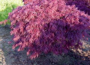 Acer palmatum (Ebony Weeping Japanese Maple)