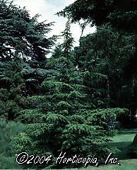 Cedrus libani (Brevifolia Cedar of Lebanon)