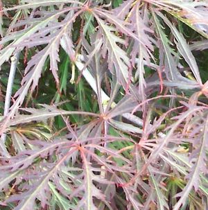 Acer palmatum dissectum ('Ever Red' Weeping Japanese Maple)