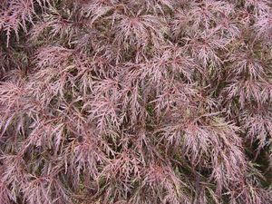 Acer palmatum dissectum (Garnet Japanese Maple)