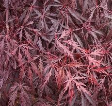 Acer palmatum dissectum (Tamukeyama Japanese Maple)