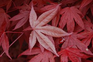 Acer palmatum (Bloodgood Japanese Maple)