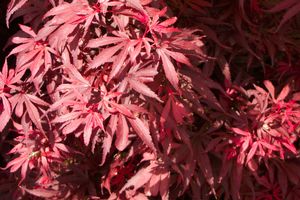 Acer palmatum (Burgundy Lace Maple)