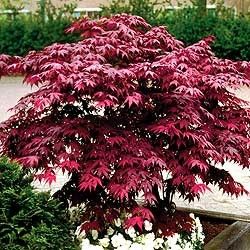 Acer palmatum (Emperor One Japanese Mpale)