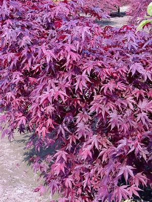 Acer palmatum (Fireglow Japanese Maple)