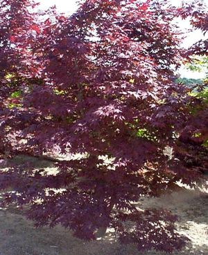 Acer palmatum (Oshio-Beni Upright Japanese Maple)