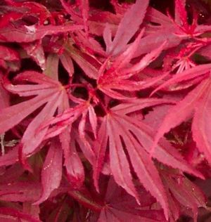 Acer palmatum (Shaina Upright Japanese Maple)