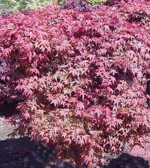 Acer palmatum (Shindeshojo Upright Japanese Maple)