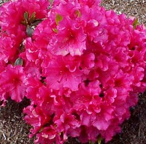 Azalea (Hexe (Indian) Azalea)