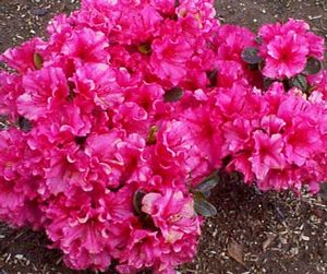 Azalea (Hershey Red (Kurume) Azalea)