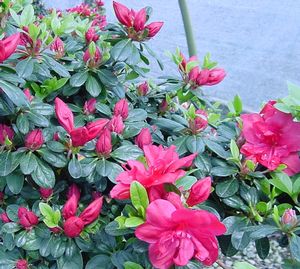 Azalea (Hahn's Red (Kurume) Azalea)