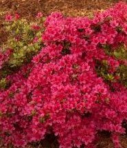 Azalea (Hino Crimson (Kurume) Azalea)