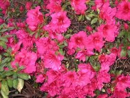 Azalea (Red Wing (Indian) Azalea)