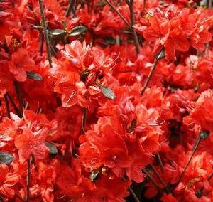 Azalea (Sherwood Red Azalea)