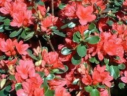 Azalea (Stewartstonian (Gable) Azalea)