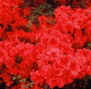 Azalea (Girard's Scarlet (Girard) Azalea)