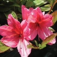 Azalea (Renne Deciduous Azalea)