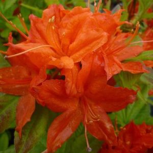 Azalea (Royal Ruby Deciduous Azalea)