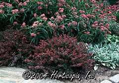 Berberis thunbergii (Crimson Pygmy' Barberry)