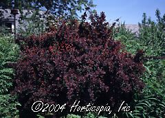 Berberis thunbergii (Rose Glow' Barberry)