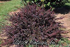 Berberis thunbergii (Royal Burgundy' Barberry)