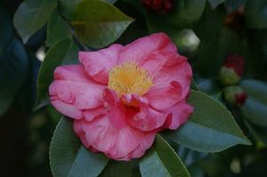 Camellia japonica (Grandiflora Rosea Camellia)