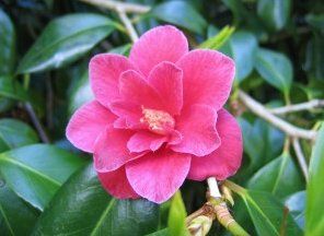 Camellia japonica ('Ville de Nantes' Camellia)