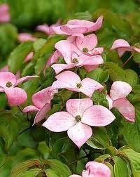 Cornus kousa (Satomi Kousa Dogwood)