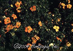 Potentilla fruticosa (Sunset Red Cinquefoil)