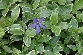 Vinca minor (Sterling Silver Variegated Periwinkle)