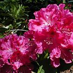 Rhododendron (Besse Howells Rhododendron)