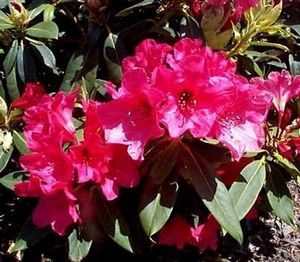 Rhododendron (Carol Jean Rhododenron)