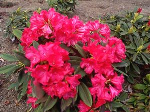 Rhododendron (Good News Rhododendron)