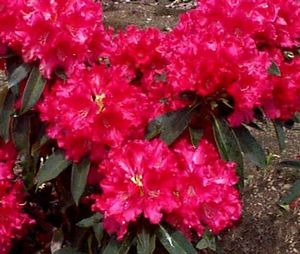 Rhododendron (Jean Marie Rhododendron)