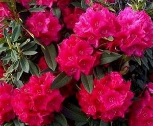Rhododendron (Lamplighter Rhododendron)