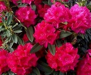 Rhododendron (Lamplighter Rhododendron)