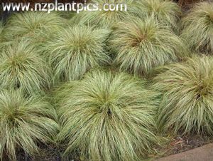 GR Carex comans (Frosted Curls Sedge)