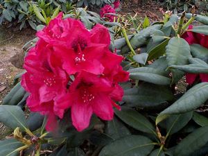 Rhododendron (Lord Roberts Rhododendron)