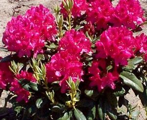 Rhododendron (Nova Zembla Rhododendron)