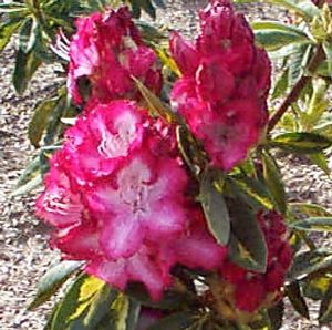 Rhododendron (President Roosevelt Rhododendron)