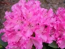 Rhododendron (Rocket Rhododendron)