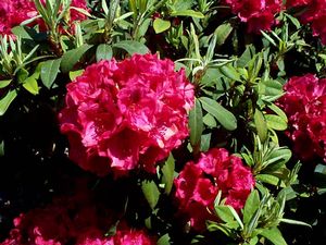 Rhododendron (Trilby Rhododendron)