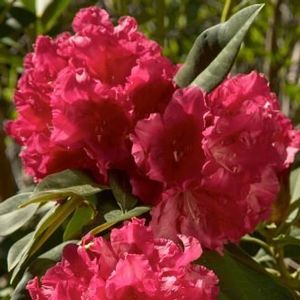 Rhododendron (Unknown Warrior Rhododendron)