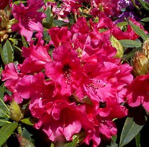 Rhododendron (Vulcan Rhododendron)