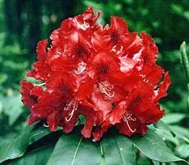 Rhododendron (War Dance Rhododendron)