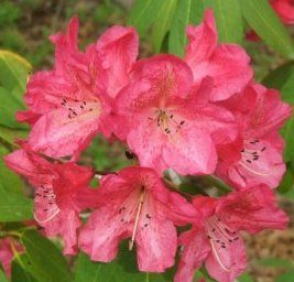 Rhododendron (Wissahickon Rhododendron)