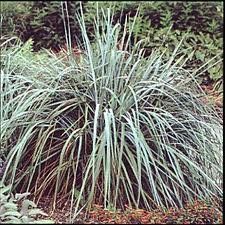 GR Elymus arenarius (Blue Lyme Grass)