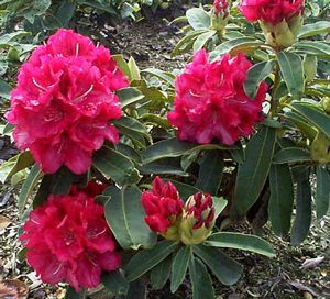 Rhododendron (Wilgen's Ruby Rhododendron)