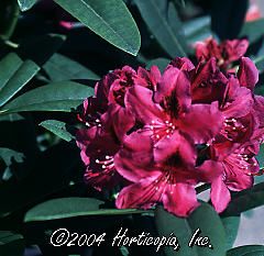 Rhododendron (Wojnar's Purple Rhododendron)